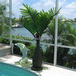 bottle-palm