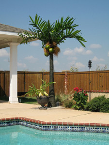 Natural LED Lighted Palm Tree | Products | Pacific Lights Inc.