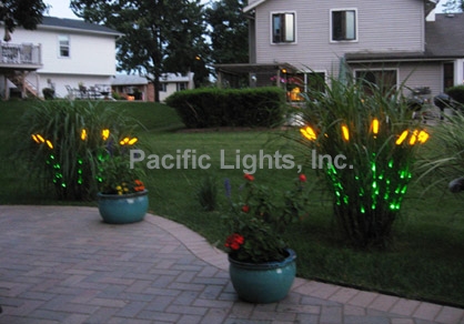Natural LED Wheat Grass | Products | Pacific Lights Inc.