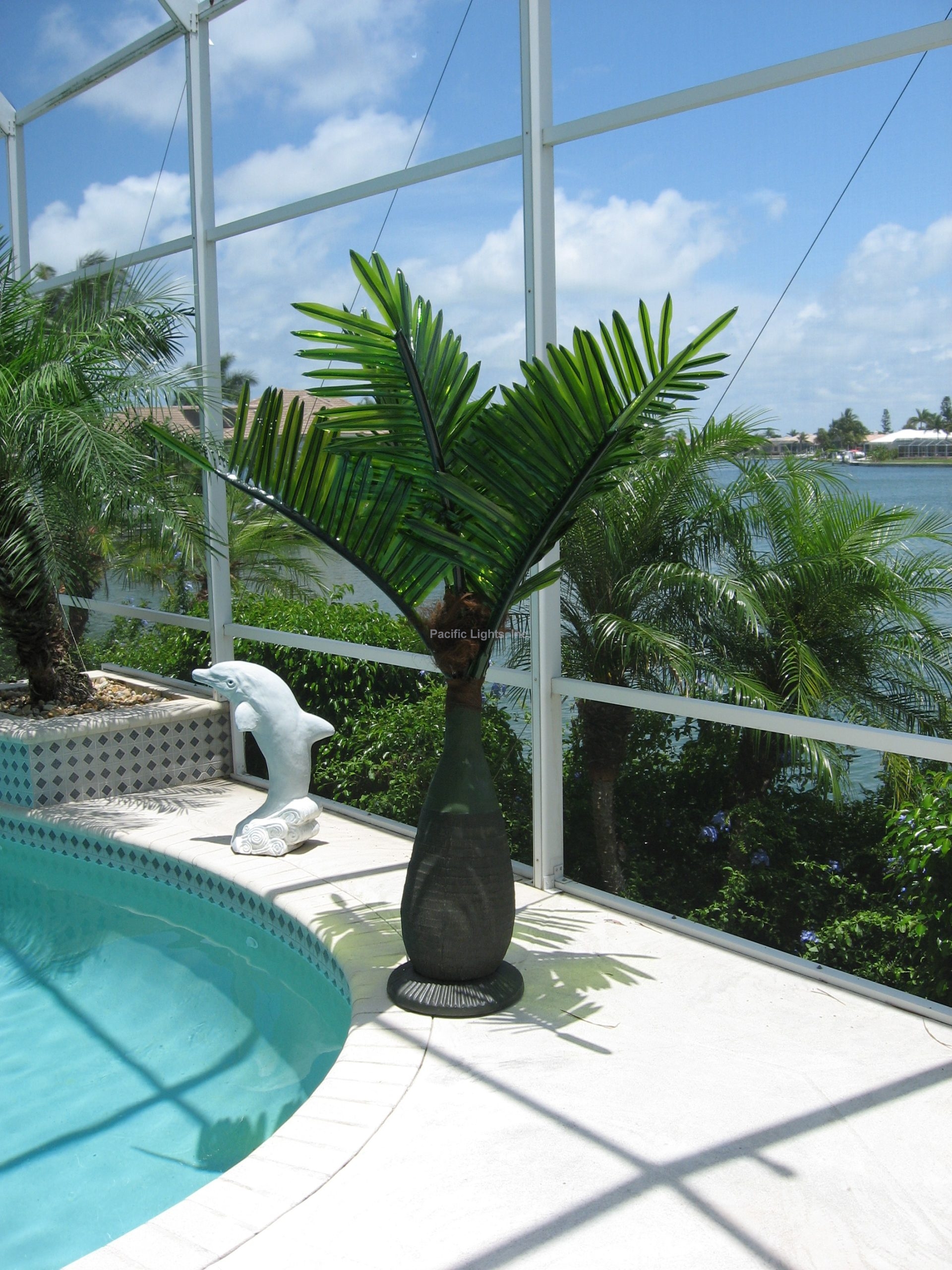 FLbottle palm by pool
