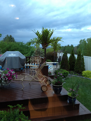 vincent canada 31